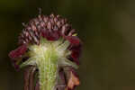 Grassleaf coneflower